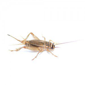 Crickets for Reptiles - Bassett's Cricket Ranch