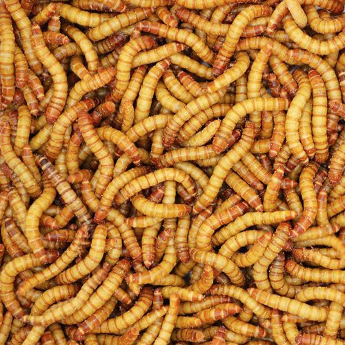 Feeder Mealworms Medium from Bassett's Cricket Ranch